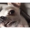REAÇÕES tiktok 🙄 18