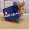 Perritos Disfrazados 🐶 🇪🇨 movi 18