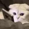 💫🧏mewing gato🤫gatos✨ 21