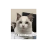 Yeah I'm mewing.rn