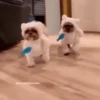 Perritos Disfrazados 🐶 🇪🇨 movi 19