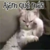 🧿Gatos fraseables 🐱🐈 24