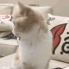 💫🧏mewing gato🤫gatos✨ 23