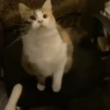 Annoying Animals 15