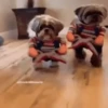 Perritos Disfrazados 🐶 🇪🇨 movi 24