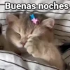 🤎Gatitos con Frases⓷🐈‍⬛😼 16
