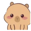 🦫 CaPyBaRa 🦫 24