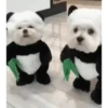 Perritos Disfrazados 🐶 🇪🇨 movi 25