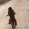 Monkeys 8