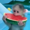 Monkeys 11