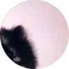 Animales Tiktok Viral 🐱🐈🐈‍⬛ 5