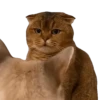 Animales Tiktok Viral 🐱🐈🐈‍⬛ 6