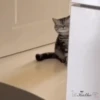 🥰😼KITTENS 2😻💖 6