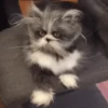 🥰😼KITTENS 2😻💖 7