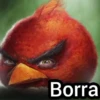 Borra