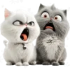 Amor Gatuno💗💞1🇵🇪Movi 6