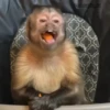 Monkeys 6