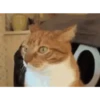 Gatos lol - tiktok 😹 5