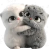 Amor Gatuno💗💞1🇵🇪Movi 10