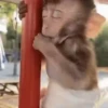 Monkeys 12