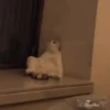 🥰😼KITTENS 2😻💖 10