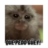 QUE PEDO.GÜEY!