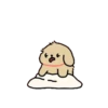 Couple doggy 5(retriever) 9
