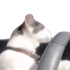 Animales Tiktok Viral 🐱🐈🐈‍⬛ 9