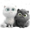 Amor Gatuno💗💞1🇵🇪Movi 12