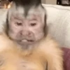 Monkeys 24