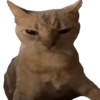 Animales Tiktok Viral 🐱🐈🐈‍⬛ 10