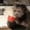 Monkeys 19