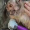 Monkeys 26