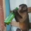 Monkeys 5
