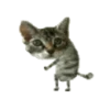 Gatos lol - tiktok 😹 6
