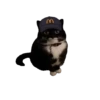 Animales Tiktok Viral 🐱🐈🐈‍⬛ 11