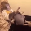 Monkeys 27