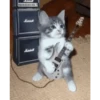 Gatos lol - tiktok 😹 8