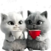 Amor Gatuno💗💞1🇵🇪Movi 14