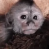 Monkeys 25