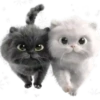 Amor Gatuno💗💞1🇵🇪Movi 15