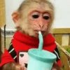 Monkeys 10