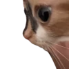 Animales Tiktok Viral 🐱🐈🐈‍⬛ 13