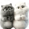 Amor Gatuno💗💞1🇵🇪Movi 16