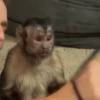 Monkeys 17