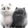 Amor Gatuno💗💞1🇵🇪Movi 17