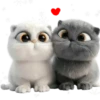 Amor Gatuno💗💞1🇵🇪Movi 19
