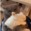Cats and Dogs🐱💙🐶 20