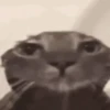 Gatos lol - tiktok 😹 11