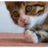 Gatos lol - tiktok 😹 12
